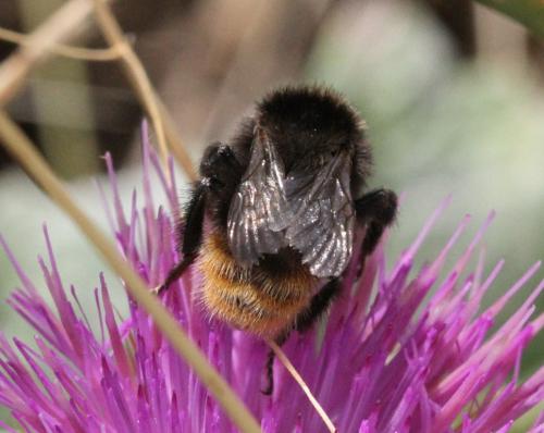 Bombus pomorum